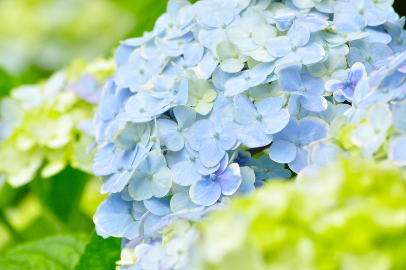 今年アジサイの開花発表が一番早かったのは熊本 松山 東京 お天気検定6月18日 ピックアップtv
