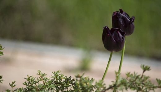 お天気検定12月15日｜トルコの国花はラベンダー/チューリップ/ヒマワリ？