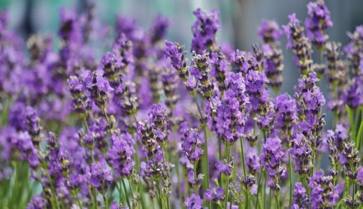 お天気検定6月20日｜ラベンダーの香りに最適な摘み取り時期は開花直前/七分咲き/満開？