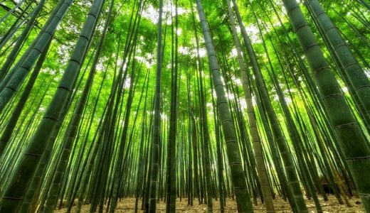 お天気検定6月2日｜24時間で最も成長した竹は約60cm/90cm/120cm伸びた？