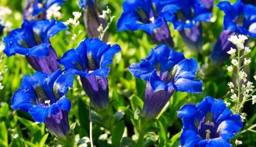 お天気検定5月19日｜藍染はアイの根っこ/花/葉っぱを使って染める？